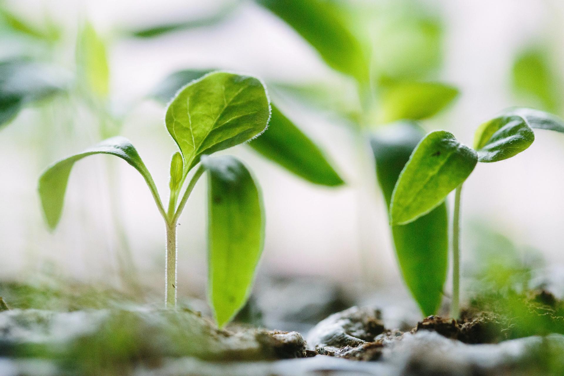 Plants growing to symbolise business growth